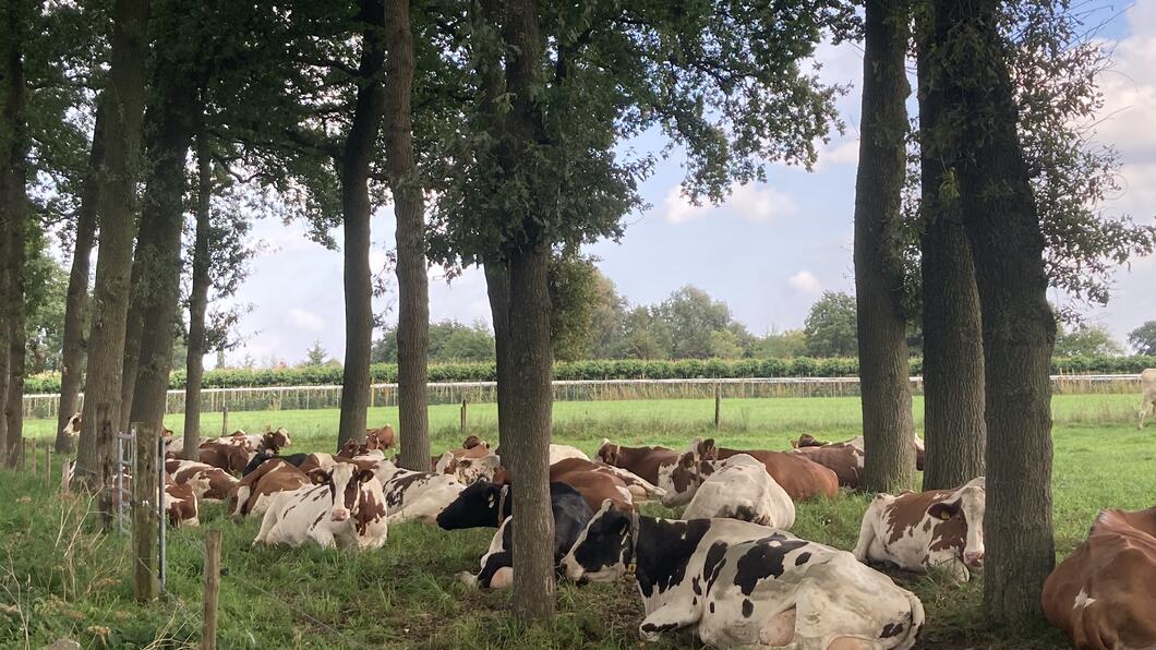 Koeien in het Binnenveld Bennekom