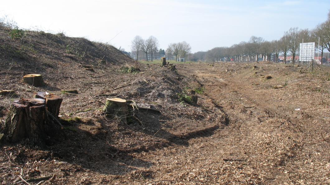 Omgehakte parkrand bomen