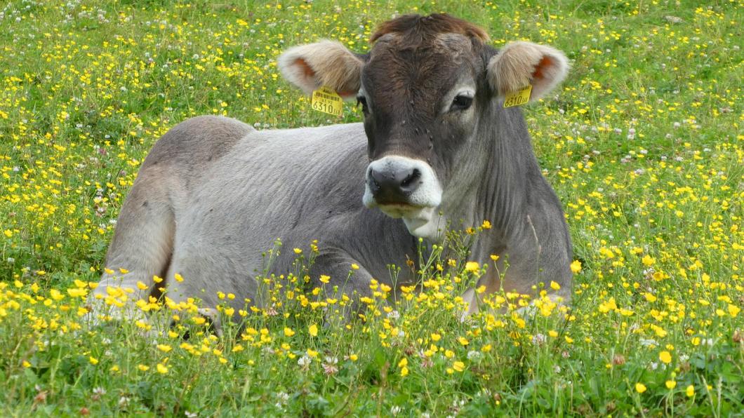 cow-4520166_1280.jpg