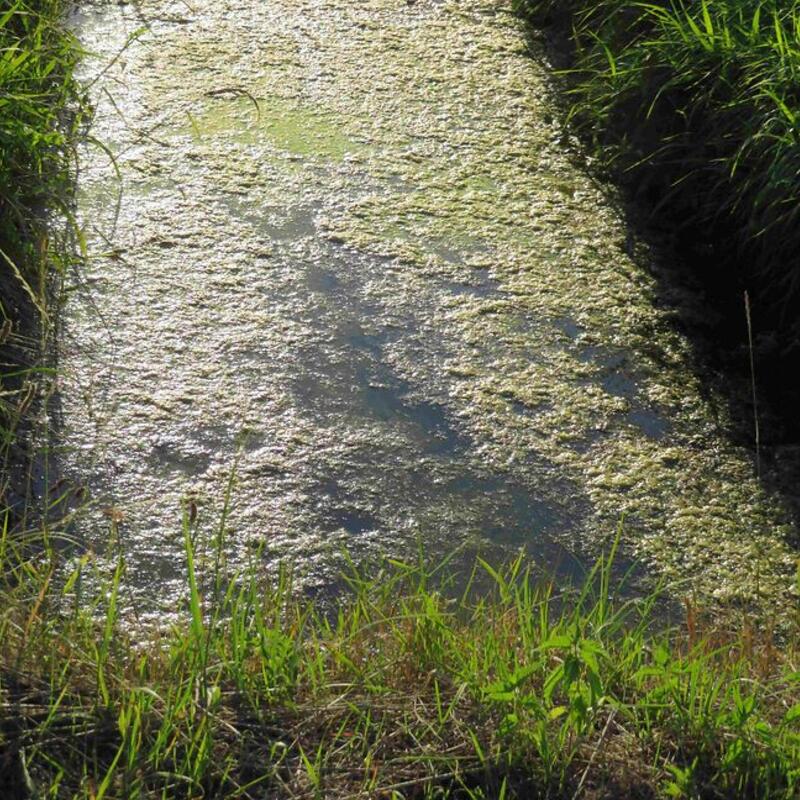 Dichtgeslibte beek
