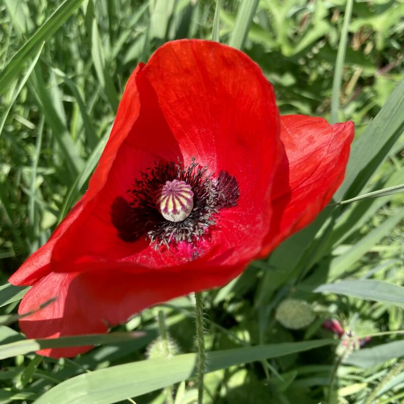 Foto van knalrode klaproos en op de achtergrond groen gras.