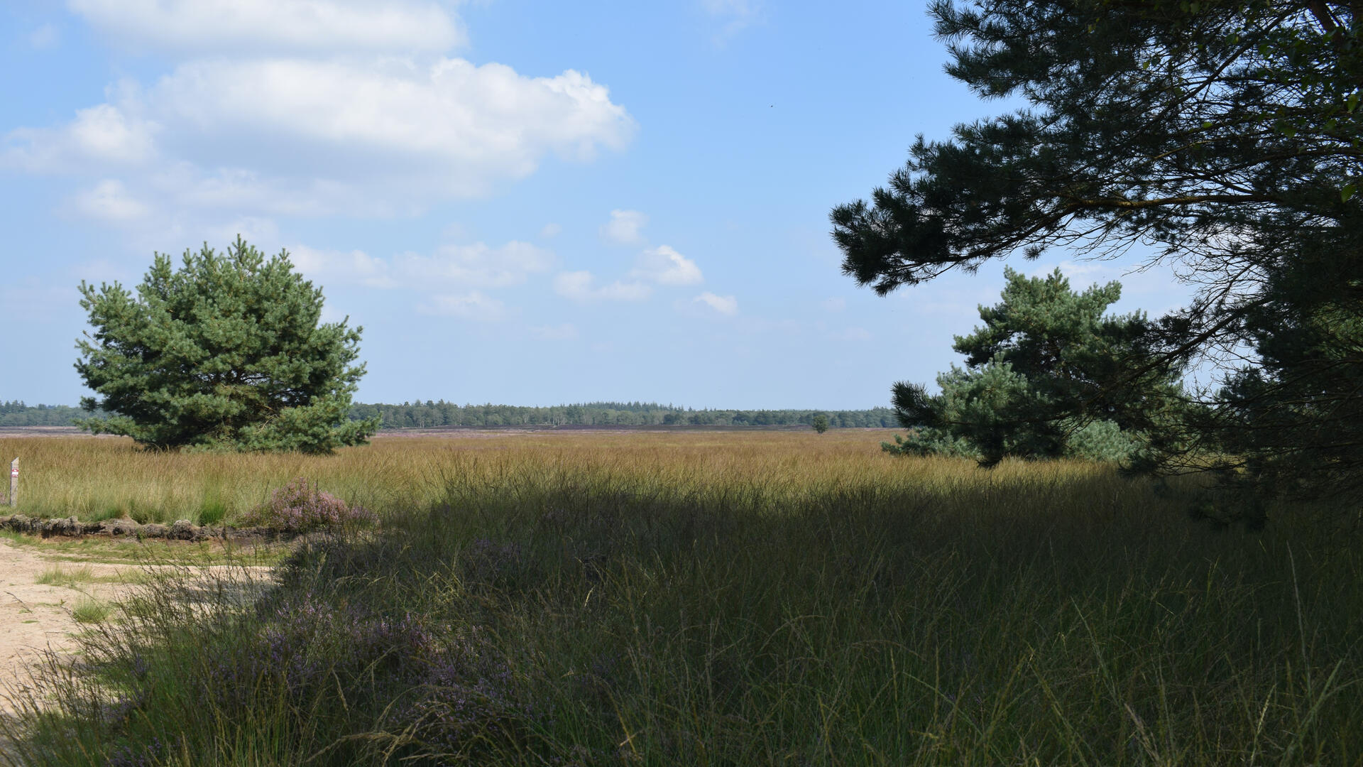 Vergrassing Ginkelse Heide