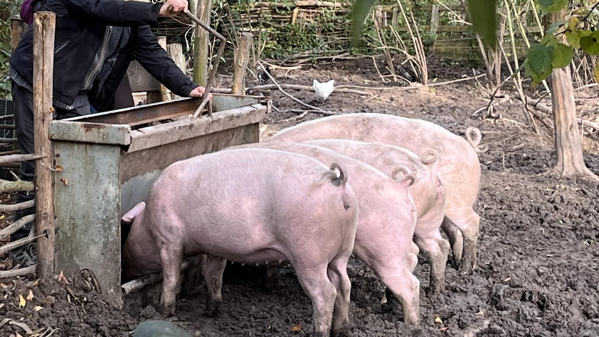 3 varkens die buiten aan een trog gevoerd worden