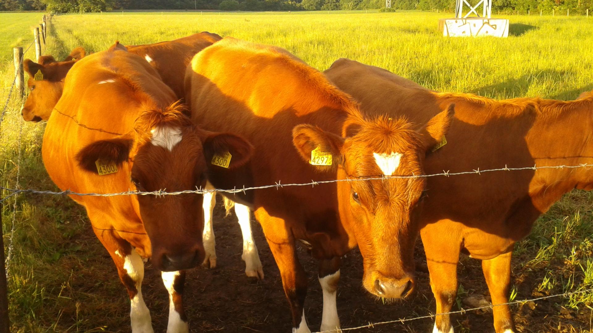 Veehouderij die wel aanvaardbaar is